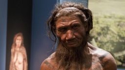An employee of the Natural History Museum in London looks at model of a Neanderthal male in his twenties, which on display at the museums 'Britain: One Million Years of the Human Story' exhibition which opens on 13th February till 28th September 2014. (Photo by Will Oliver/PA Images via Getty Images)