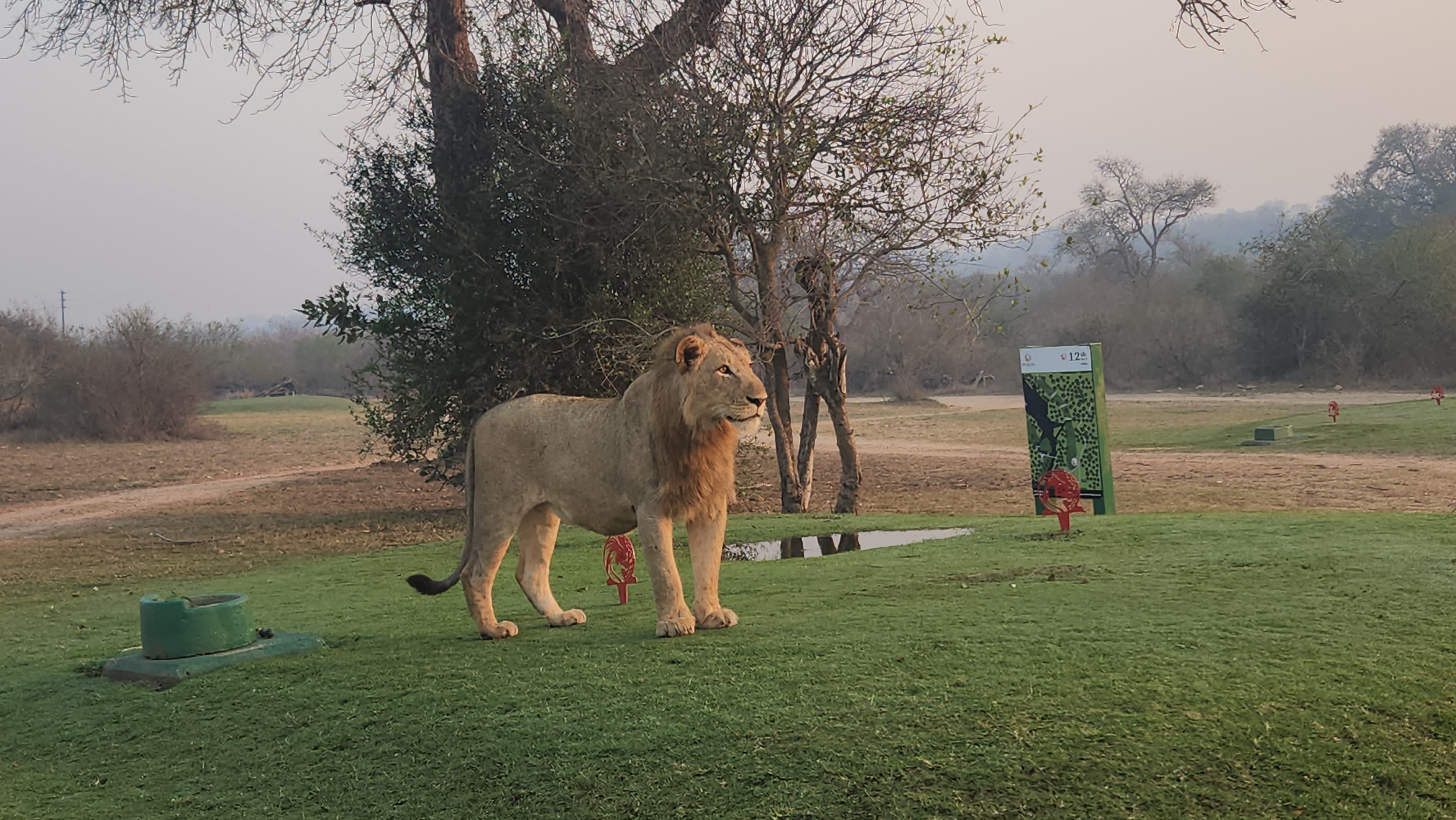 A male lion surveys the view from the 12th tee.