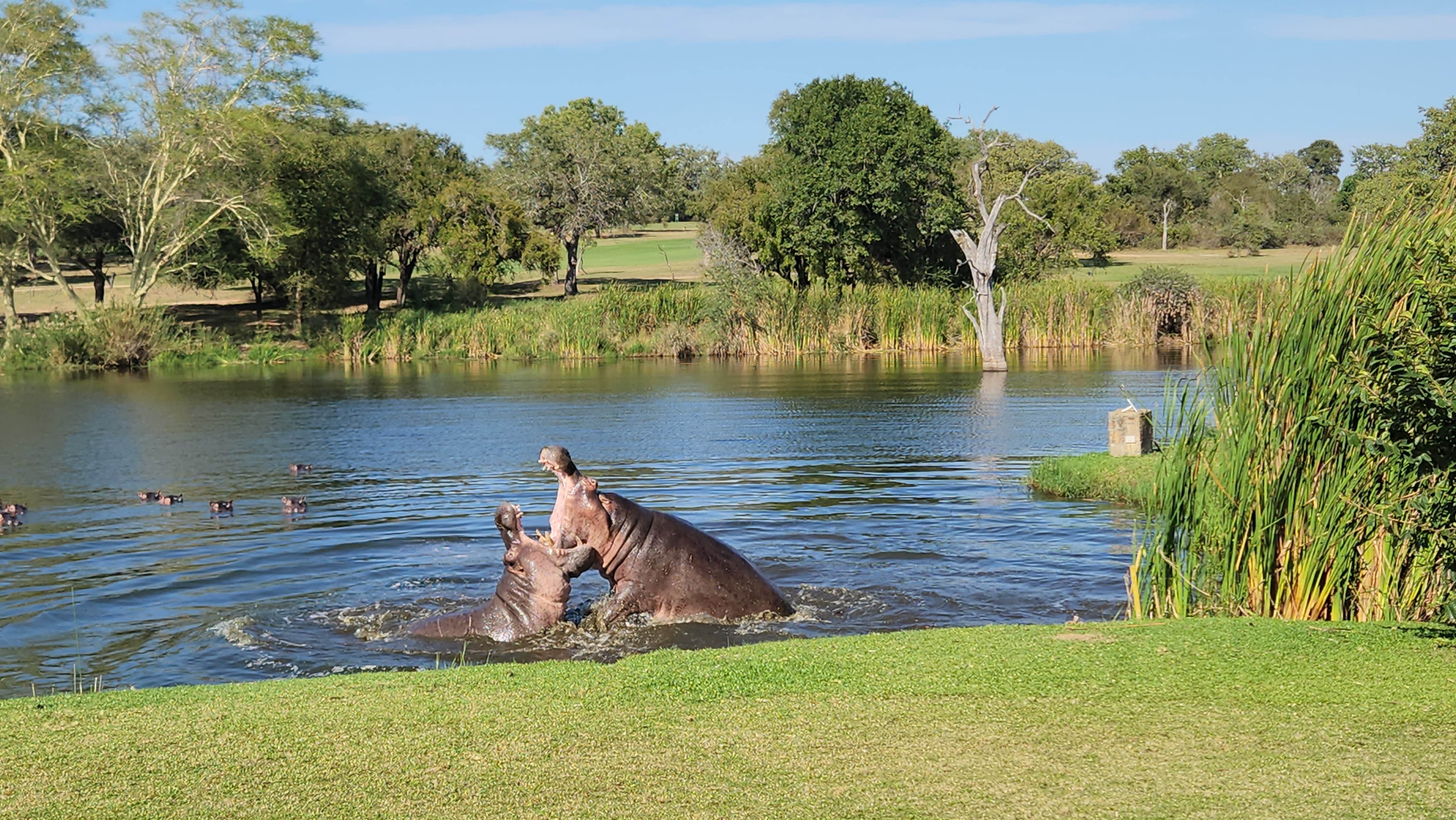 Two bulls battle for supremacy in Lake Panic as other hippos watch.