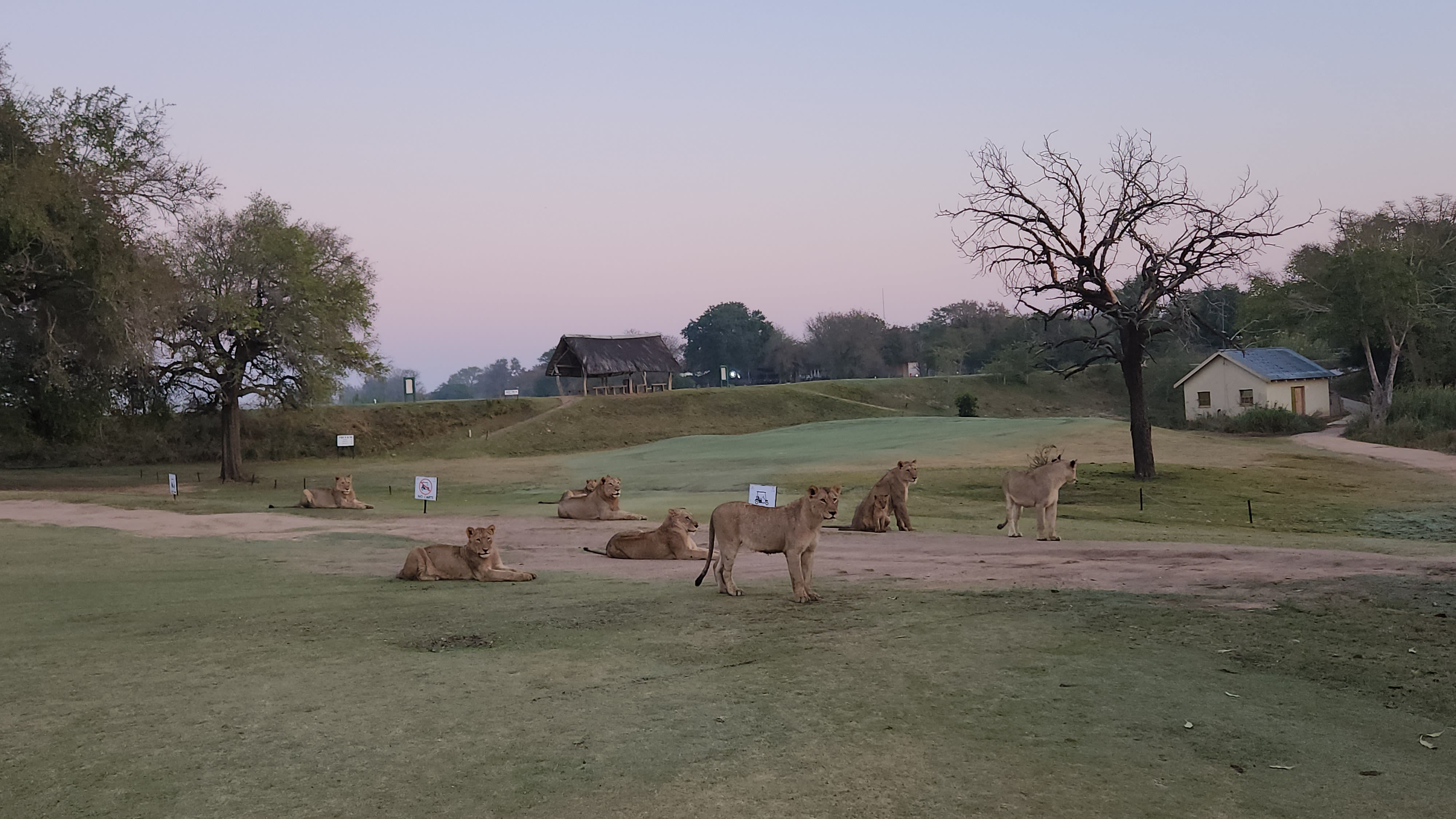 Lions deal relatively little damage to the course compared with other animals.