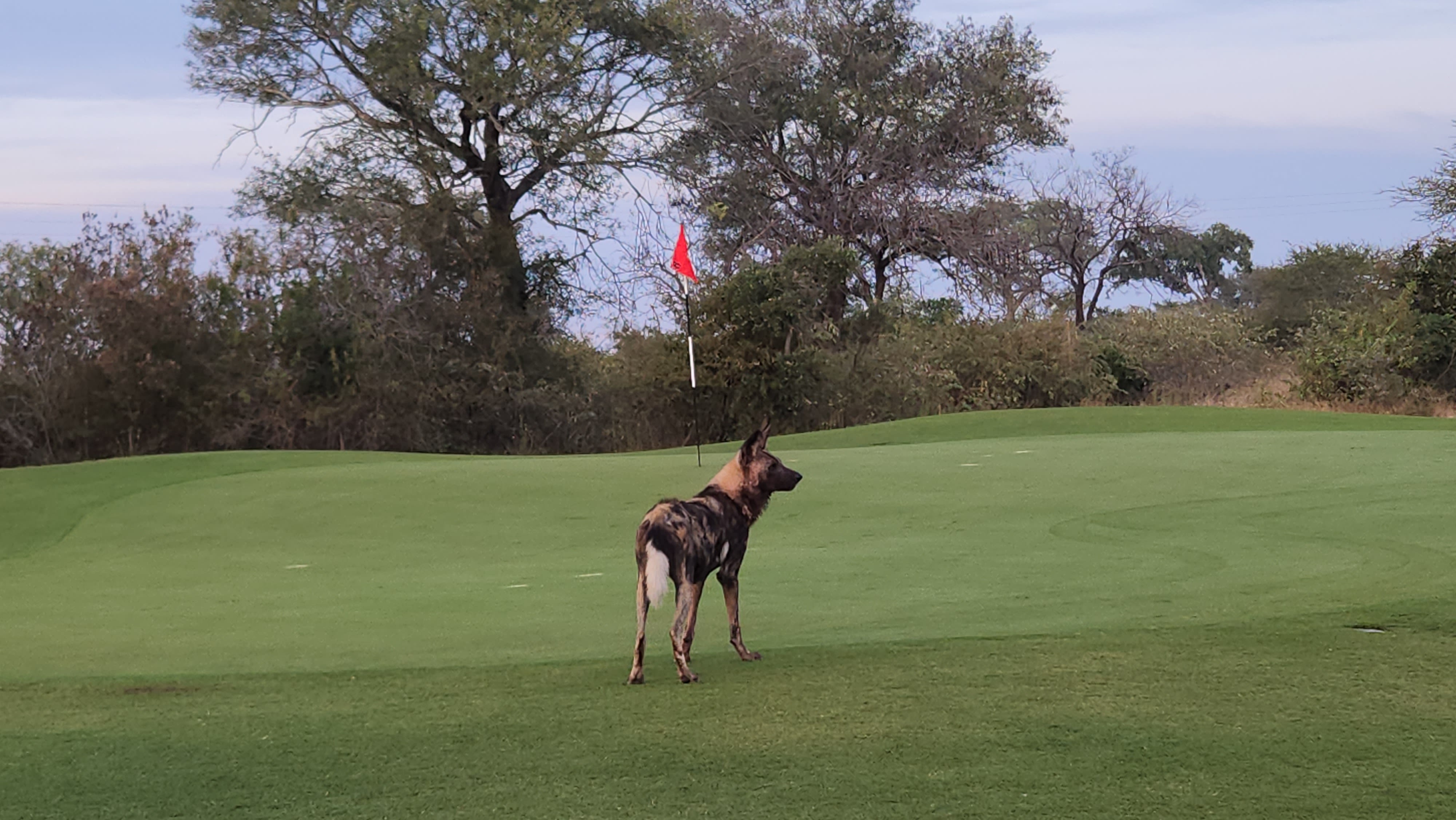 Endangered African hunting dogs are a rare sight in Skukuza.