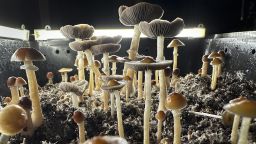 FAIRFIELD COUNTY, CONNECTICUT - JULY 28: Psilocybin mushrooms stand ready for harvest in a humidified "fruiting chamber" in the basement of a private home on July 28, 2023 in Fairfield County, Connecticut. Recent studies have suggested that psilocybin mushrooms, also known as "magic mushrooms" have shown promise in combating anxiety, anorexia, depression, PTSD, obsessive-compulsive disorder and various forms of substance abuse. Scientists say psilocybin may promote neuroplasticity, a rewiring of the brain that gives patients fresh perspectives on longstanding psychiatric problems. Although psilocybin is classified in the U.S. as a Schedule 1 substance, making it illegal by federal law, many municipalities throughout the United States, as well as the state of Colorado have moved to decriminalize it locally. Oregon has legalized the adult use of mushrooms, which currently must be administered within regulated "psilocybin service centers." (Photo by John Moore/Getty Images)
