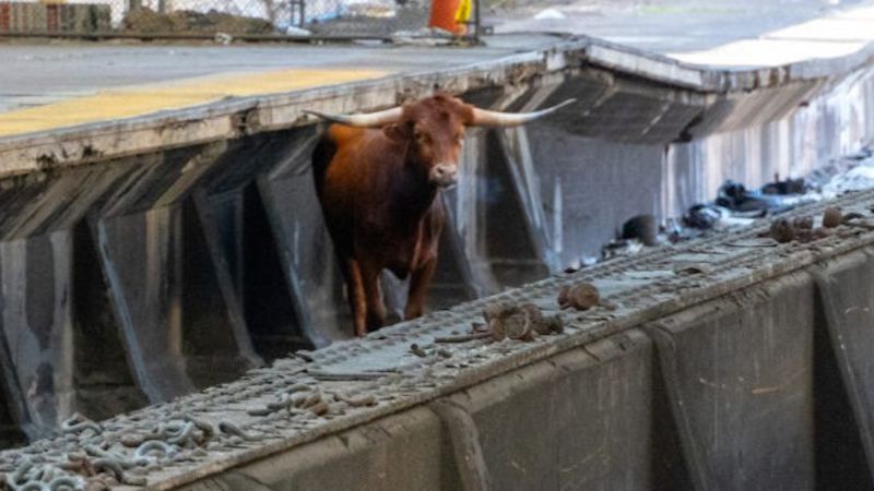 Bull disrupts train service in New Jersey