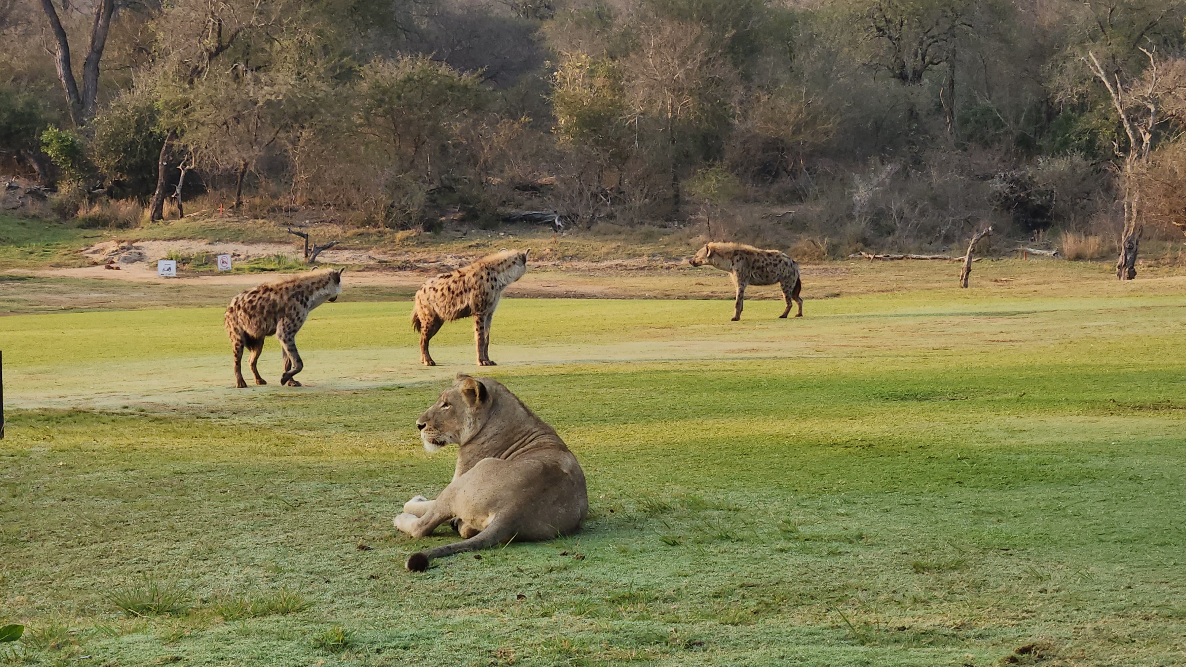 Skukuza Golf Club in Kruger National Park is home to 'the wildest golf  course in the world' | CNN