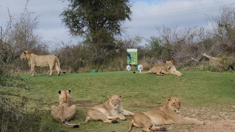 Animals are never forced to move, and the course will close off certain holes -- or even the entire course -- if staff believe there is a risk to player safety.