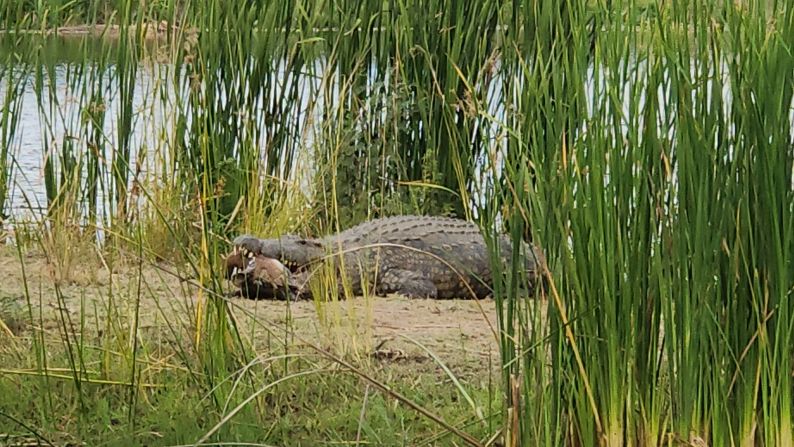 The signature par-three ninth hole sees golfers shoot over Lake Panic, favored hunting spot of resident Nile crocodiles. 