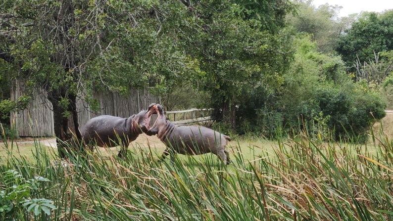 The crocodiles share the lake with a healthy hippo population. With skin highly sensitive to the sun, hippos rarely venture onto the course during the day, but fights between bulls can often spill over onto land. 