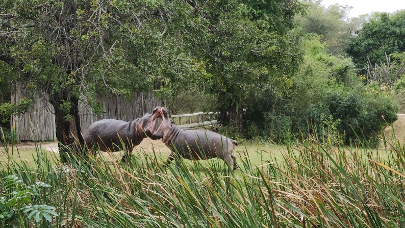 The crocodiles share the lake with a healthy hippo population. With skin highly sensitive to the sun, hippos rarely venture onto the course during the day, but fights between bulls can often spill over onto land.