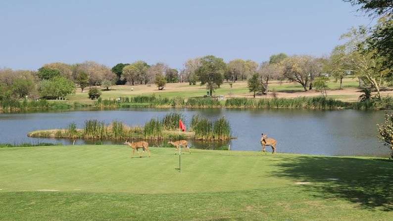 Despite being among the smaller species around the course, it is Nyala -- an antelope native to South Africa -- and other hooved animals that cause Rossouw and his team the most greenkeeping headaches.