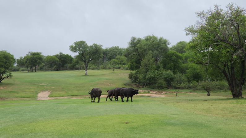 African buffalo are a particular challenge to manage. Capable of amassing in herds hundreds-strong, their propensity for charging golf carts ensures their presence is well felt at Skukuza.