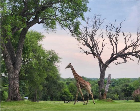 A giraffe takes a leisurely stroll across a fairway. 