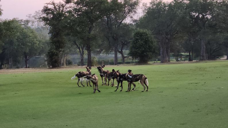 Rossouw has a soft spot for African wild dogs. "They're one of the endangered wildlife species that we've got in Africa at the moment," he told CNN. "So when we do get them on the course it's quite special."