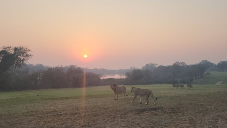 A pride of lions wanders a fairway under the setting sun. 