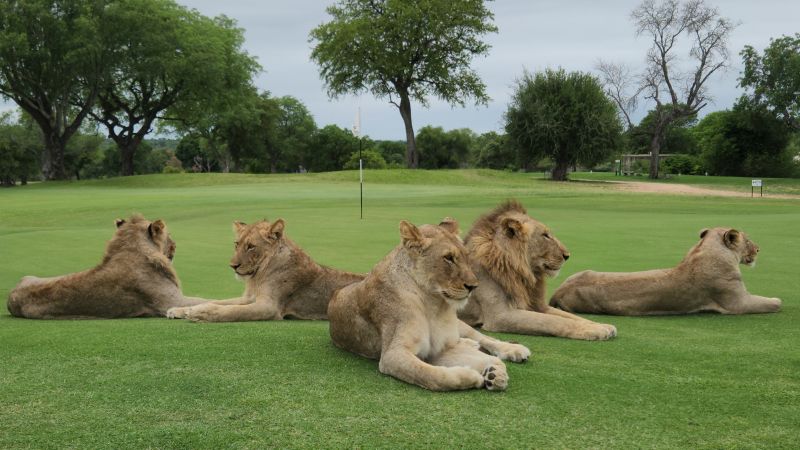Лъвове, леопарди и хиени дивеят на това голф игрище в Националния парк Крюгер без огради