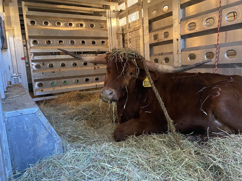 Texas Longhorn who snarled New Jersey train service will spend his