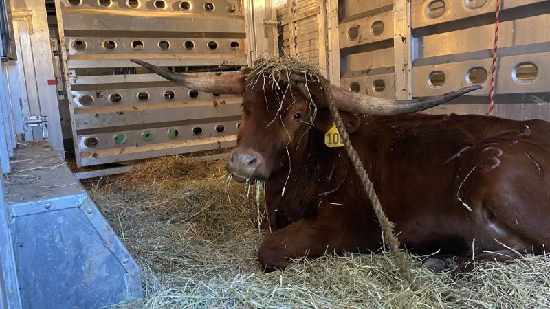 Read more about the article Texas Longhorn who snarled New Jersey train service will spend his remaining days in an animal sanctuary – CNN