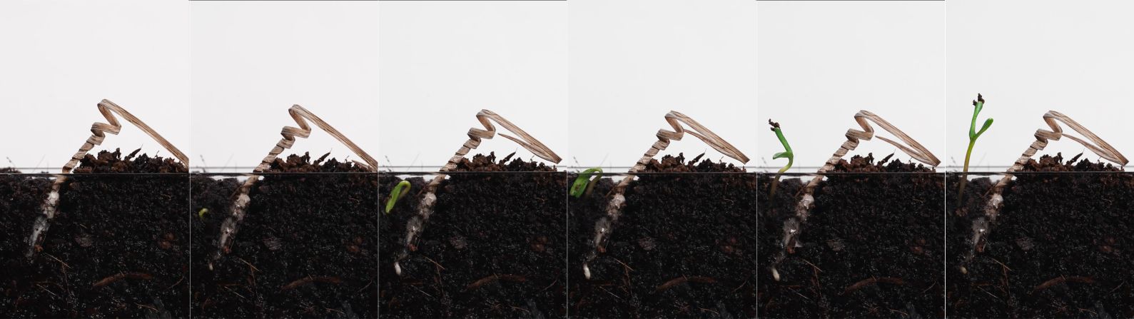 After the carrier burrows, the seed is protected from animals and the elements, improving its chances of germination. This composite image shows a seed germinating.