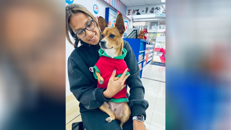 Pawsitively Heartwarming: Rescue Dog Receives Christmas Boots!