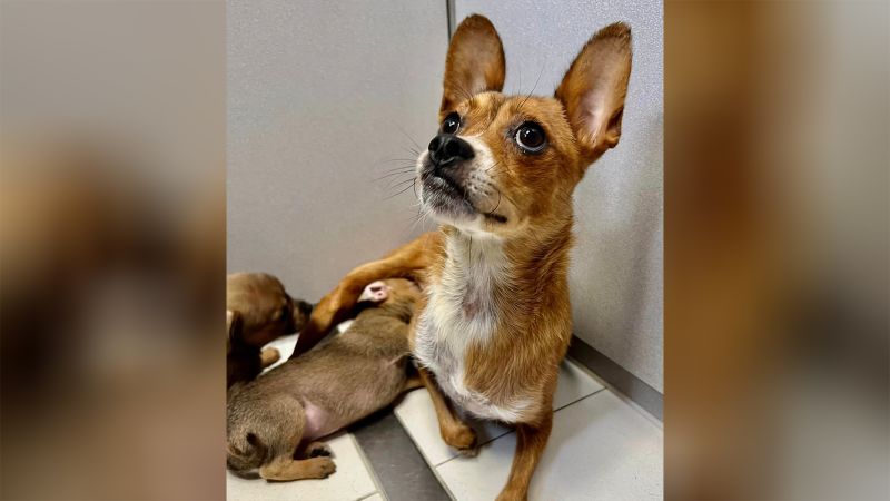 Chihuahua best sale pet rescue