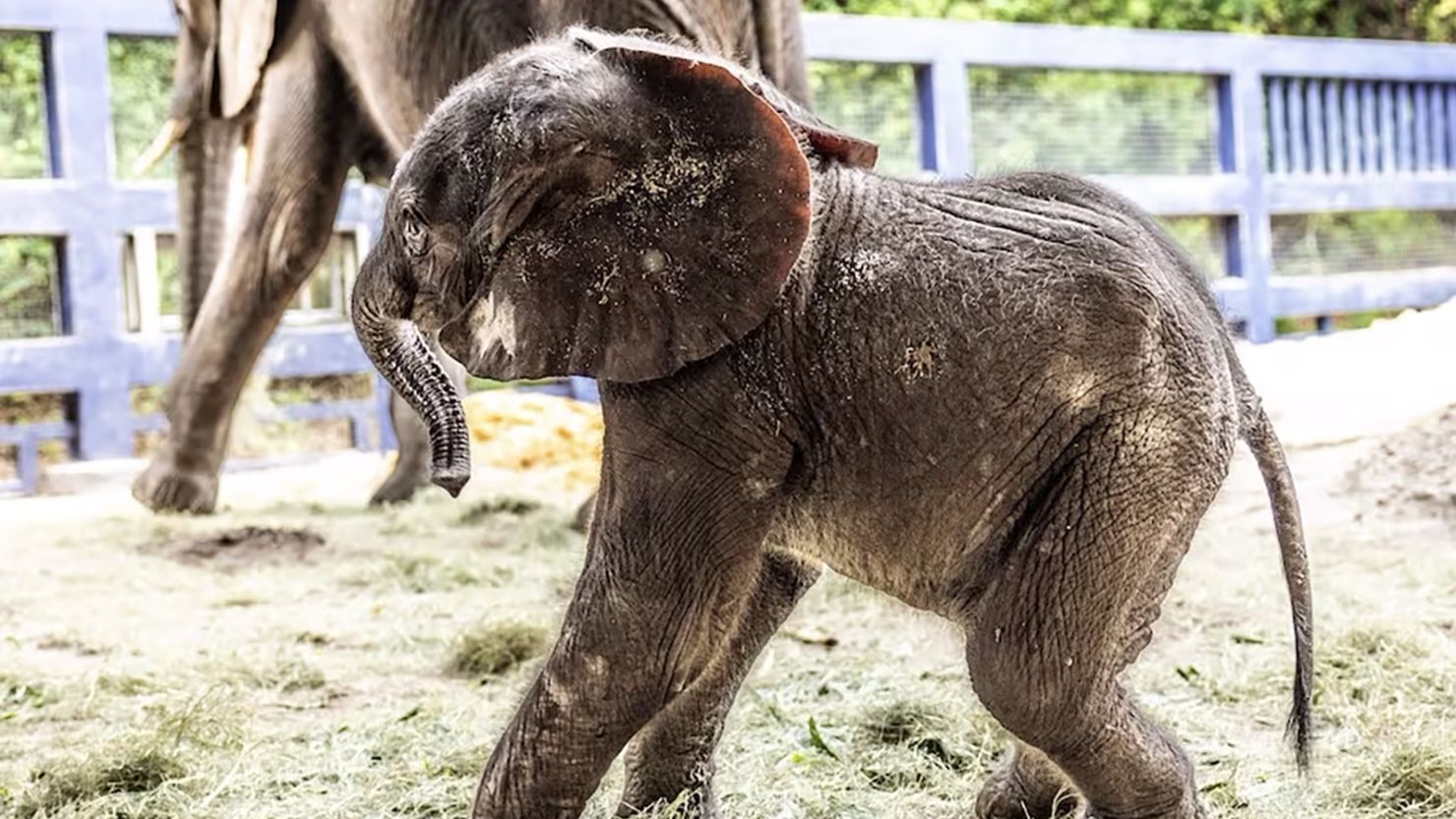 Corra, a baby African elephant, was recently born at Disney's Animal Kingdom.