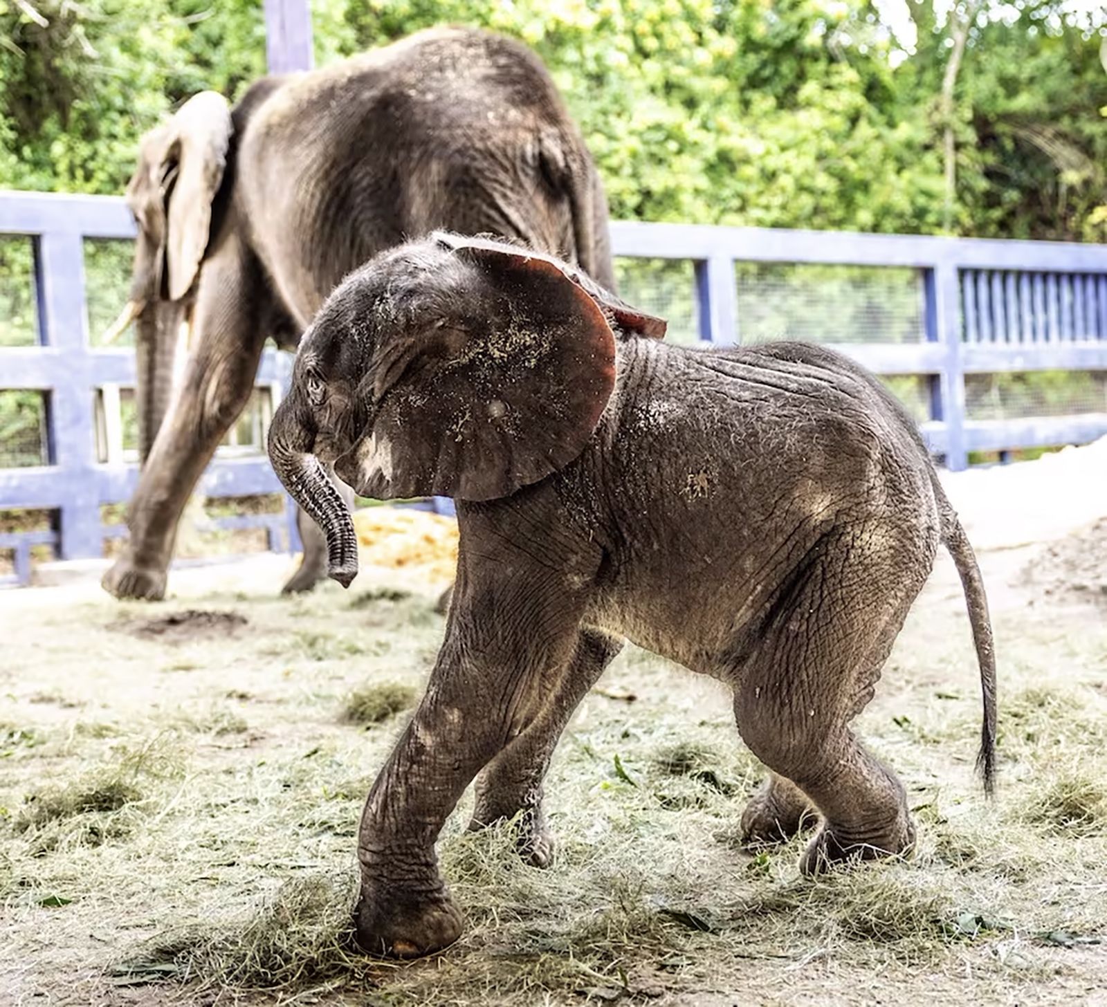 It's a Girl! African Elephant Newborn on Exhibit at San Diego Zoo - ZooBorns