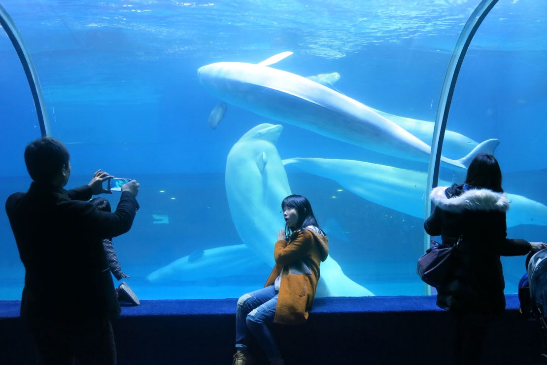 Visitors take photographs of beluga whales swimming in Grandview Mall Ocean World in the southern Chinese city of Guangzhou on February 1, 2016. China's booming ocean theme park industry is accused of catching hundreds of dolphins, belugas and other marine mammals from the wild and keeping them in unsuitable conditions.