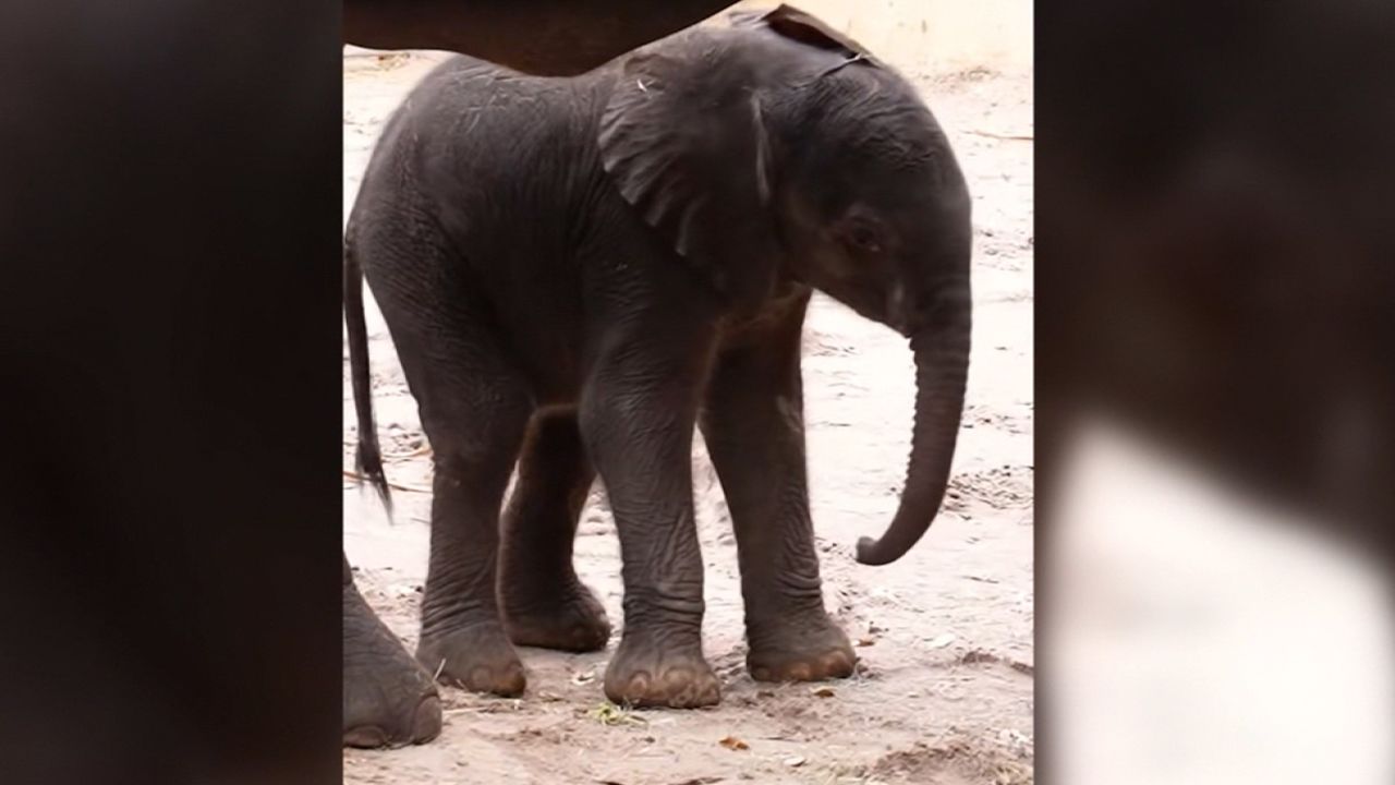 animal kingdom elephant