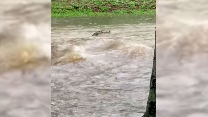 crocodile floods australia