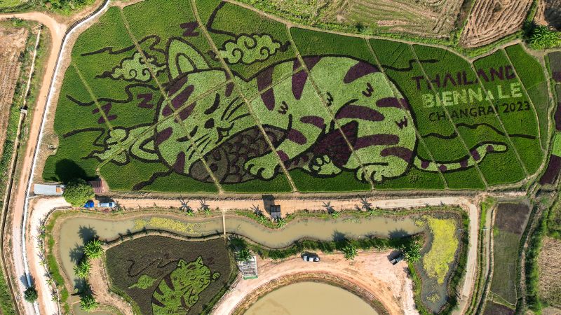 Тайландски фермер създава изкуство на тема котка в своето оризово поле