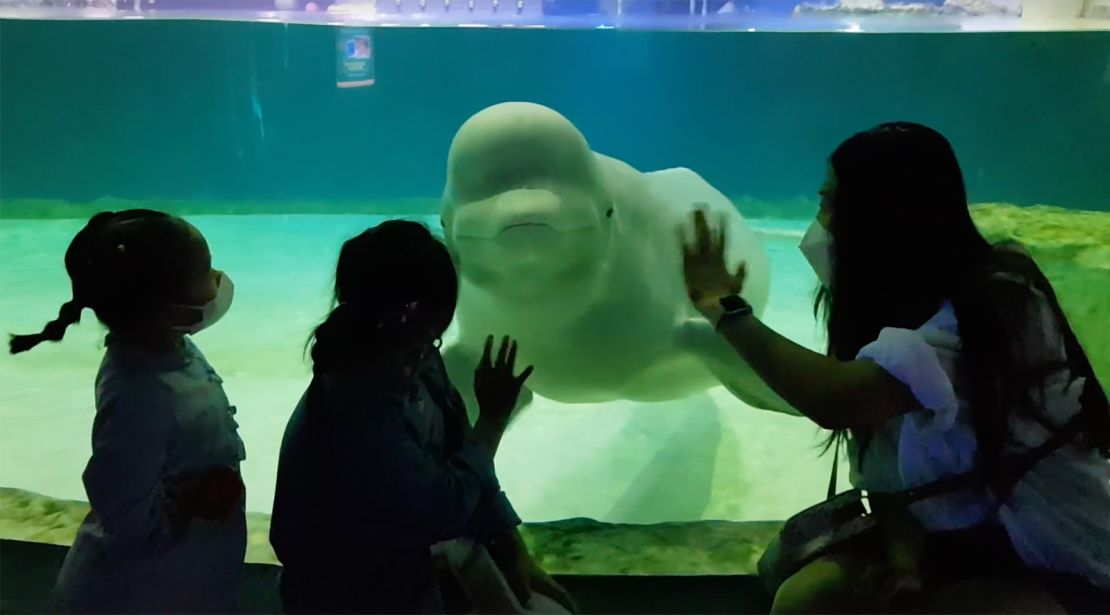 A beluga whale is seen at a shopping mall in Seoul.