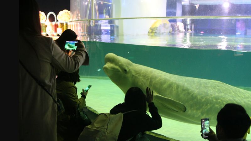 #Free Bella: The fight to release a beluga whale from a South Korean mega mall’s aquarium