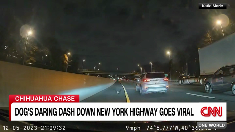 Chihuahua runs along major highway