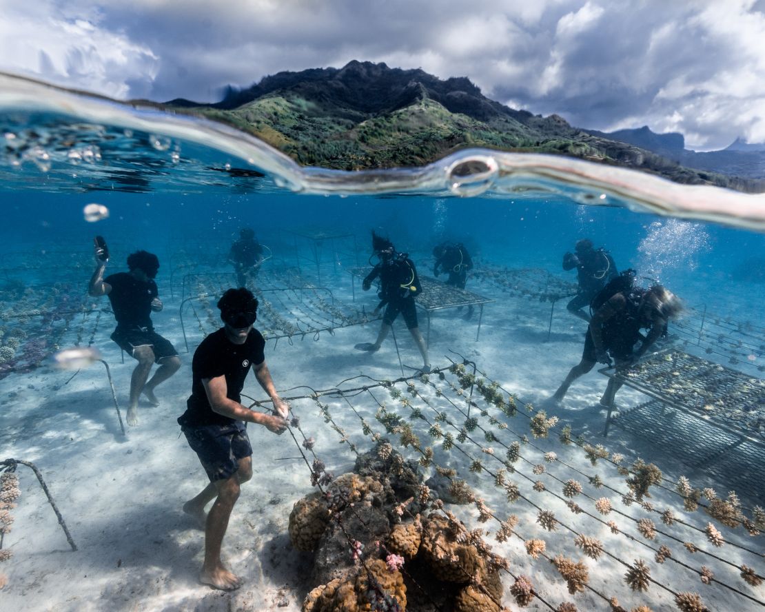 Bernicot and his team manage one of the many coral nurseries they have established.