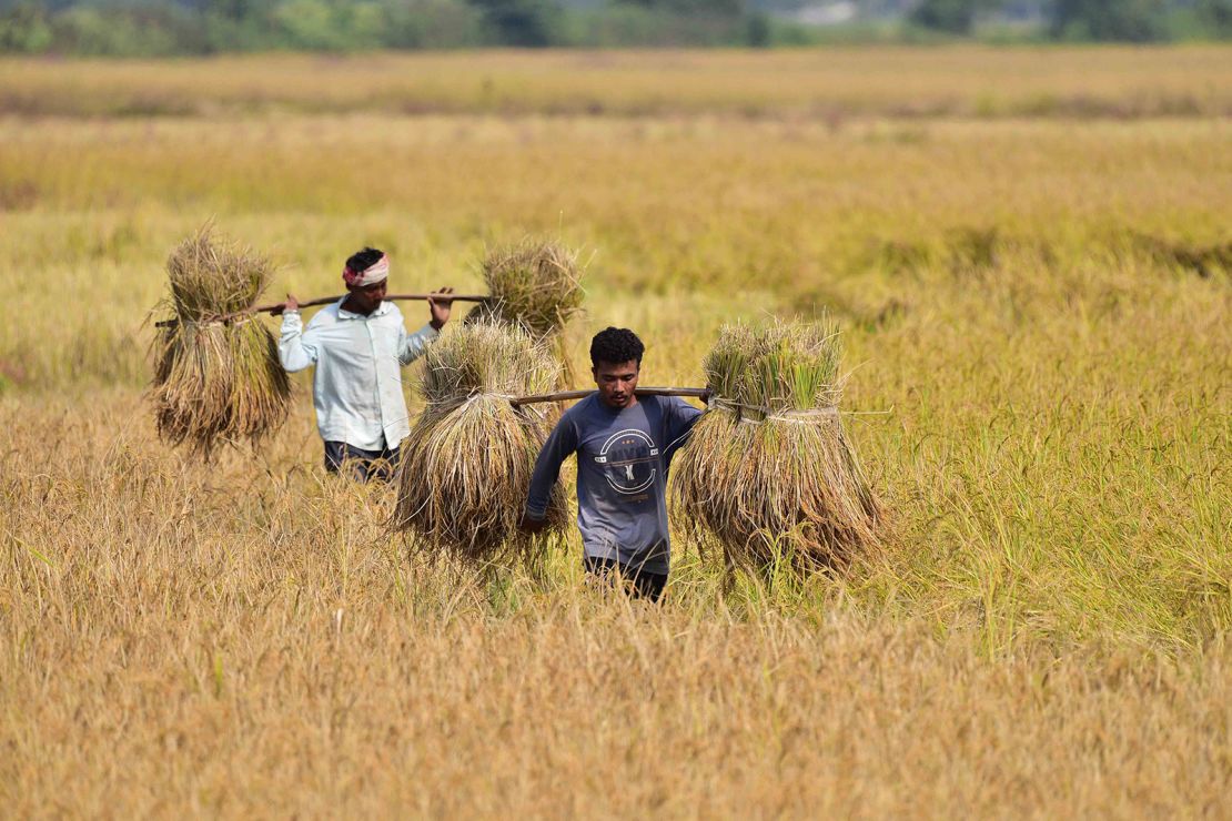 Rolnicy niosą ryż na ramionach po zbiorach na polu w dystrykcie Nagaon w Assam w Indiach, 21 listopada 2023 r.