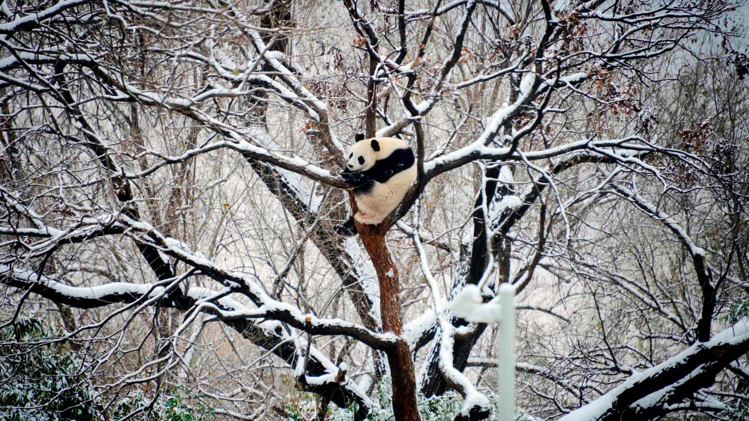 A giant panda rests on a tree at a zoo after a snow fall in Beijing, Monday, Dec. 11, 2023. An overnight snowfall across much of northern China prompted road closures and the suspension of classes and train service on Monday.
