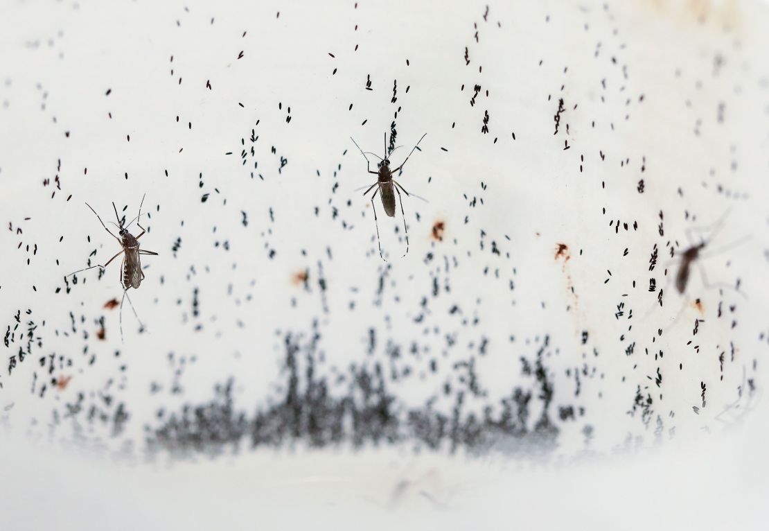 Mosquitoes lay eggs inside the World Mosquito Program's factory, in Medellin, Colombia, Thursday, Aug. 10, 2023. Scientists are breeding the mosquitoes to carry the bacteria Wolbachia, which interrupts the transmission of dengue. (AP Photo/Jaime Saldarriaga)
