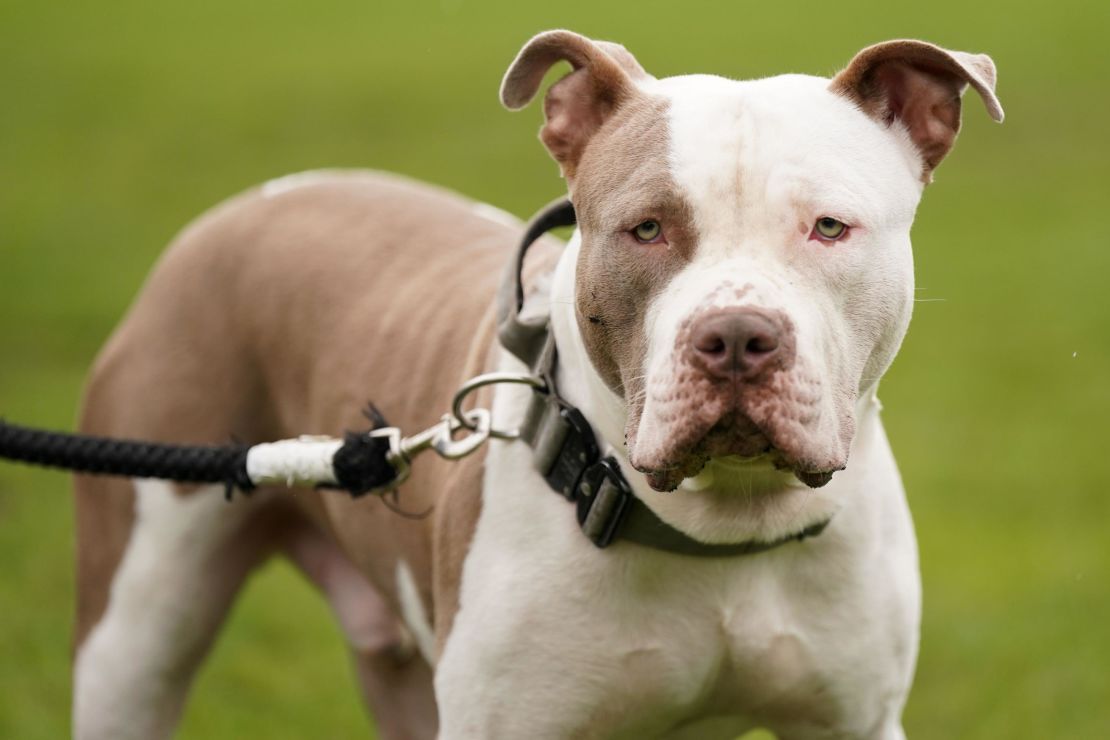 A XL bully dog called Riz, during a protest against the Government's decision to add XL bully dogs to the list of prohibited breeds under the Dangerous Dogs Act following a spate of recent attacks. Picture date: Saturday September 30, 2023.