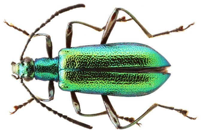Anthromacra qiang, a male of a new species of darkling beetle known from China.
