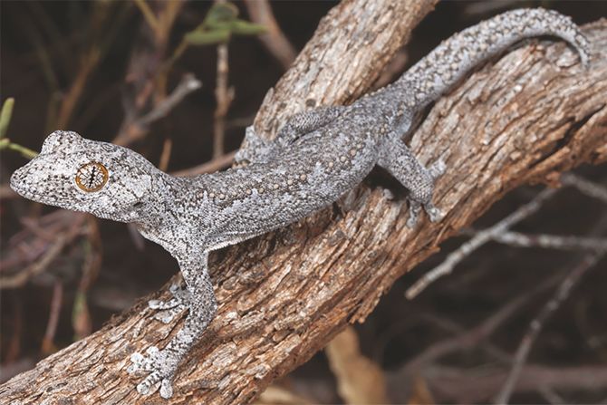 The lesser thorn-tailed gecko, Strophurus spinula, from Western Australia have amazing psychedelic eyes and can shoot goo out of their tails.