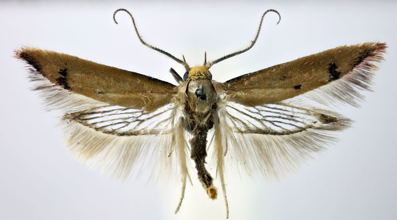 Tachystola mulliganae, an unidentifiable moth discovered in Ealing turned out be a new species actually native to Western Australia.