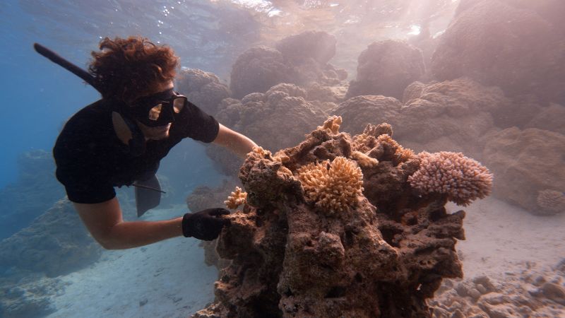 Reviving the reef