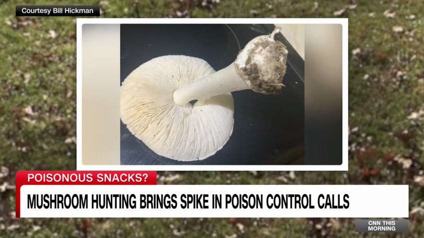 mushroom poisoning rise foraging_00003215.png