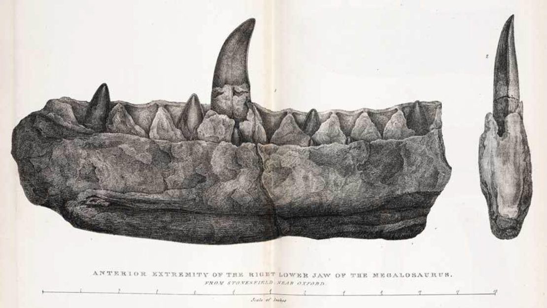 MX74FM . Engraving from William Buckland's 'Notice on the Megalosaurus or great Fossil Lizard of Stonesfield', 1824. Caption reads 'anterior extremity of the right lower jaw of the Megalosaurus from Stonesfield near Oxford'. 1824. Mary Morland (later Buckland) 104 Buckland, Megalosaurus jaw
