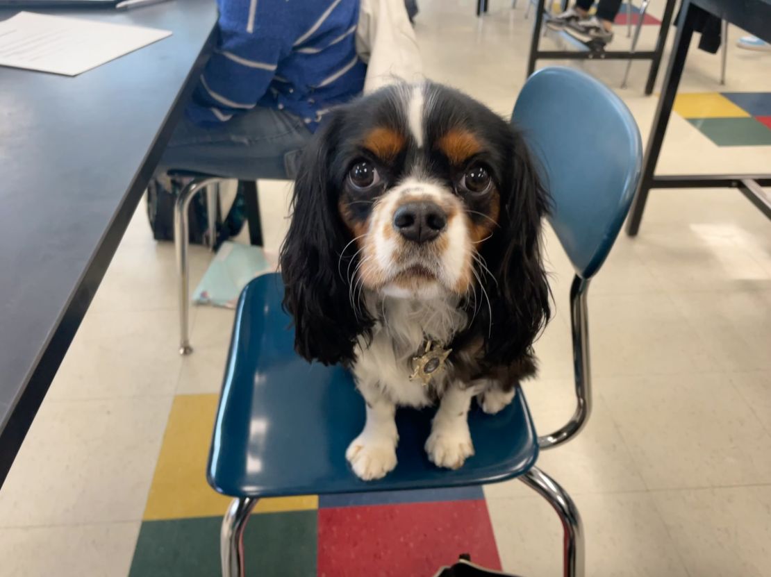 Oxford sits in class.