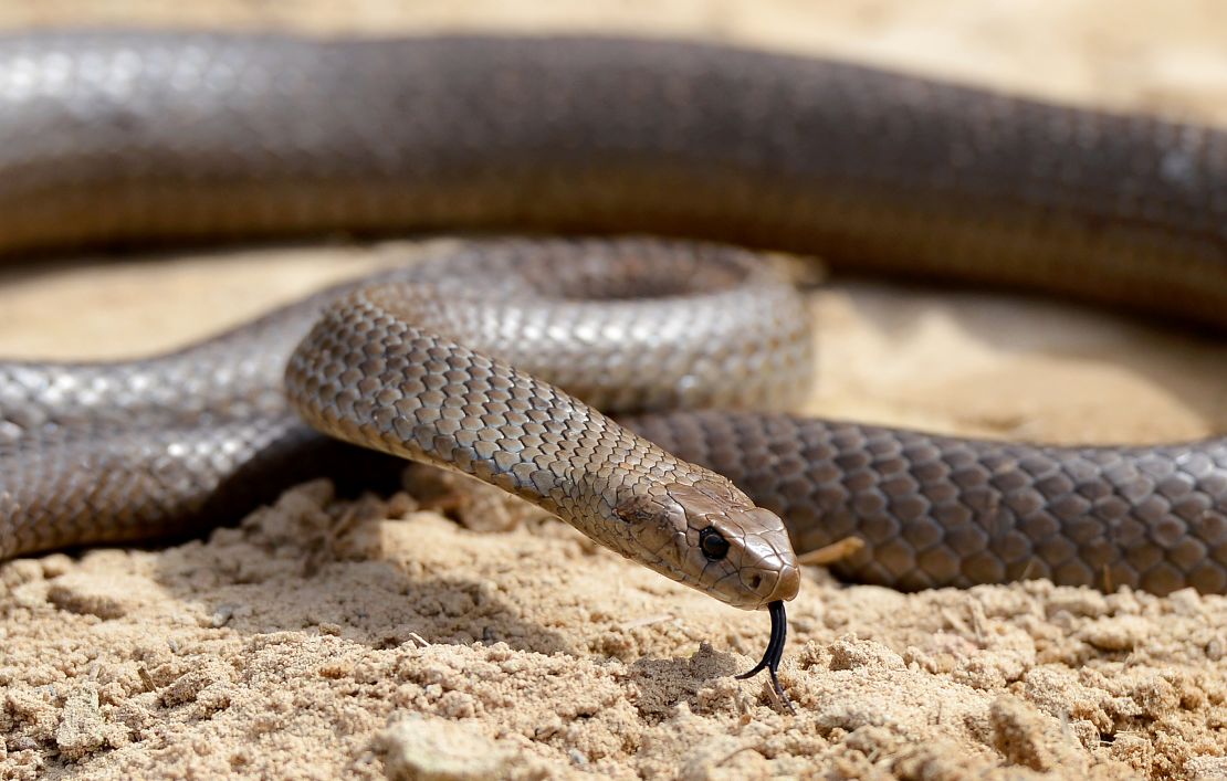 A deadly Australia eastern brown snake is photographed in Sydney in 2012.