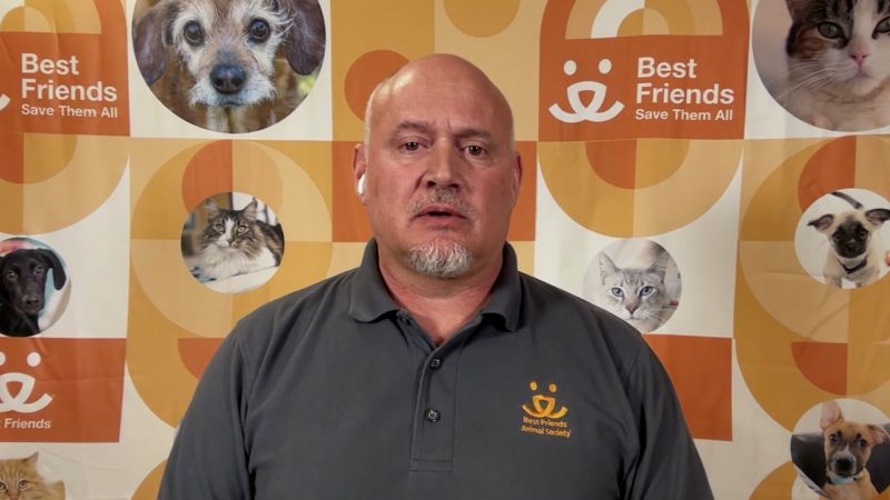 Meet the man that rescues dogs from fighting rings