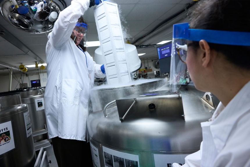 Frozen biobank samples collected from women over decades for the Nurses’ Health Study are in danger of being lost due to Trump funding cuts.