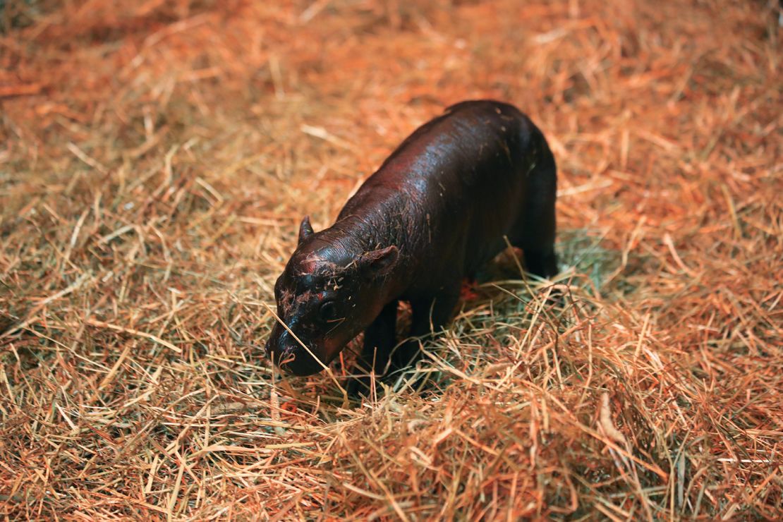 The first 30 days of Haggis' life are "critical for her development," according to the zoo.