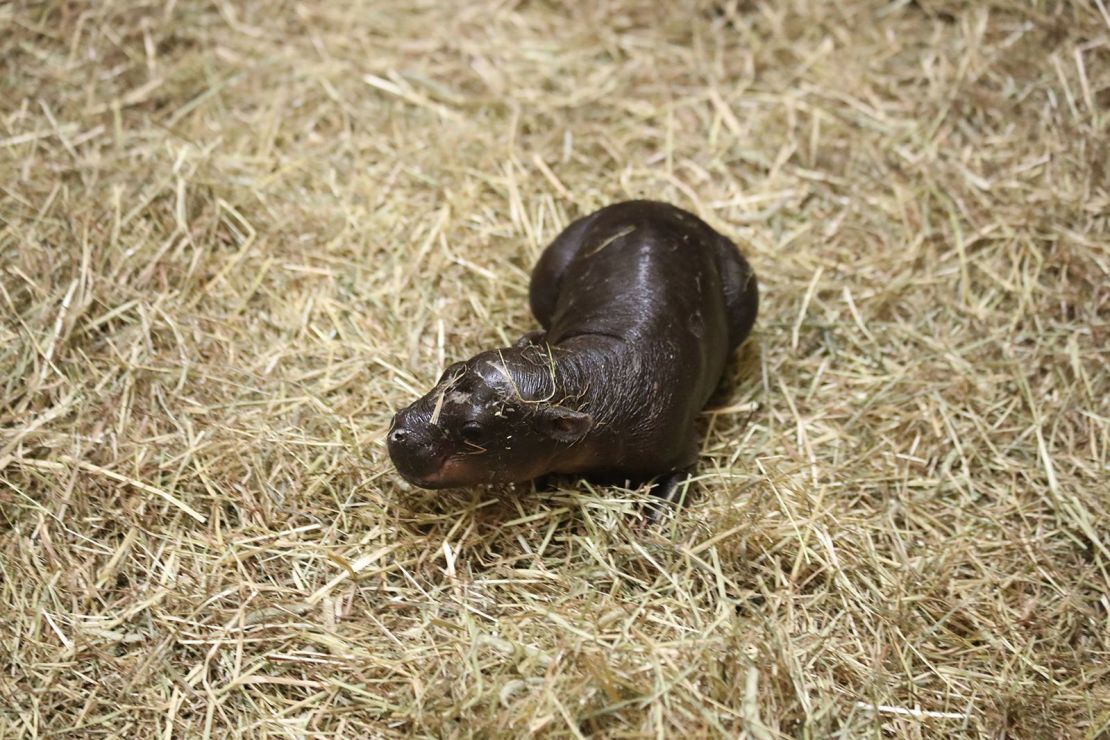 Haggis the hippo was born at the Edinburgh Zoo.