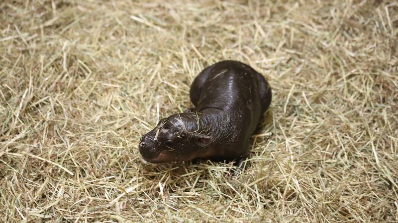 https://media.cnn.com/api/v1/images/stellar/prod/24-10-haggis-pygmy-hippo-lm.jpg?c=16x9&q=w_800,c_fill